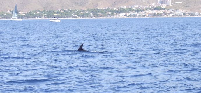 Imagen de un cetáceo