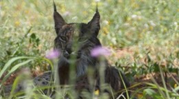 El linx capturat en el Baix Llobregat