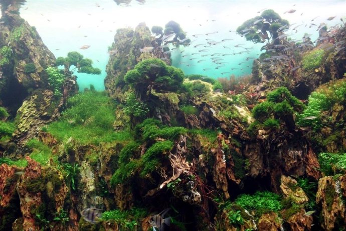 Jardín sumergido en Loro Parque