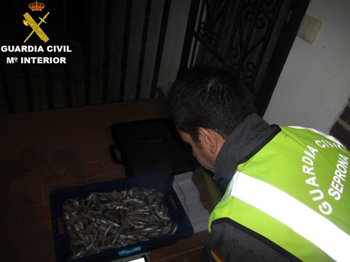 Caja con las piezas de merluza inmadura