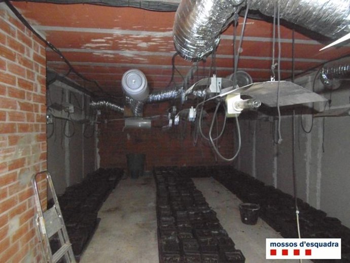 Plantación de marihuana en Biure d'Empordà (Girona)