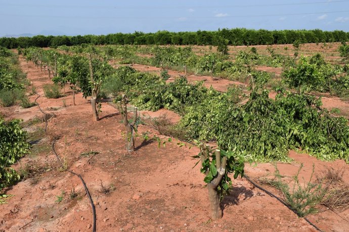 Plantas de la variedad Orri