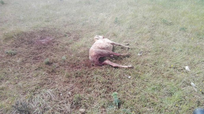 Oveja muerta a causa del ataque de buitres