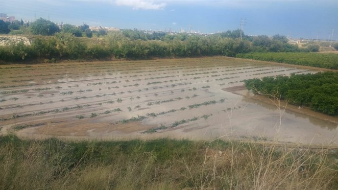 Campo de calabazas anegado en Catarroja