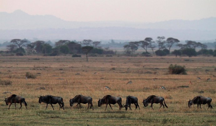 Parque nacional del Serengeti