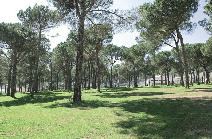 Camping Pinsapo Azul, malaga, naturaleza, camping, 