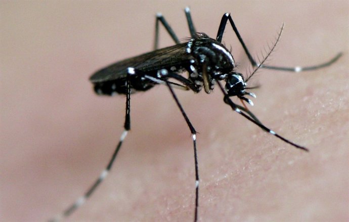 Mosquit tigre