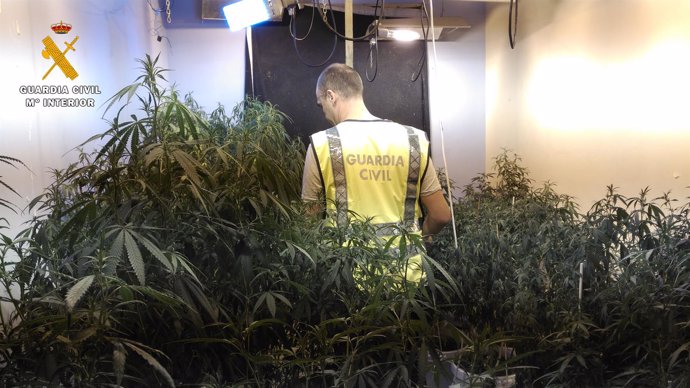 Las plantaciones y marihuana intervenida por la Guardia Civil