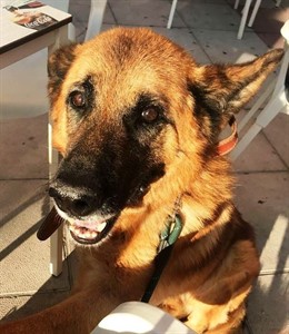 Rocky, el perro recuperado por ambas protectoras. 