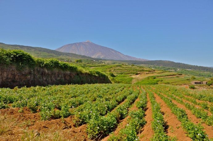 Finca de papas en el norte de Tenerife. Recurso agricultura, campo