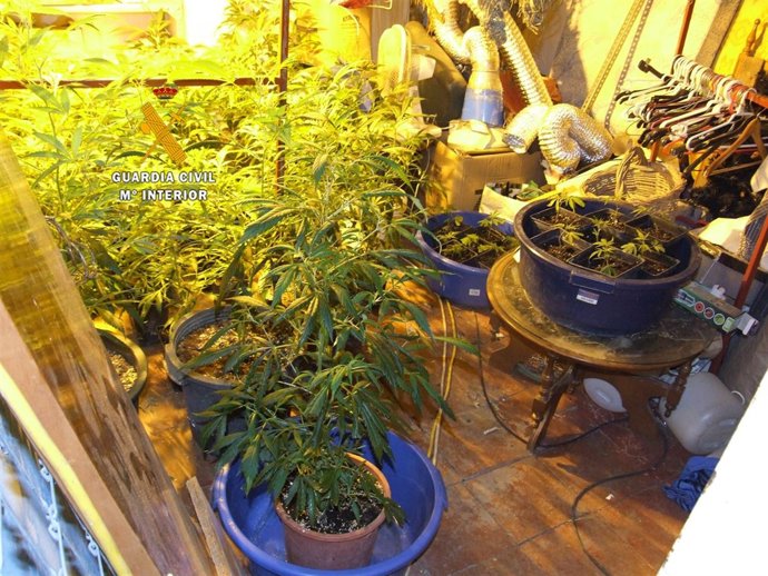 Plantación de marihuana indoor málaga 