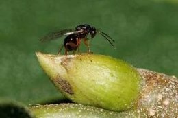 Avispilla del castaño del valle del genal, Málaga.