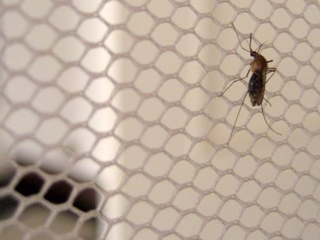 Mosquito de la malaria