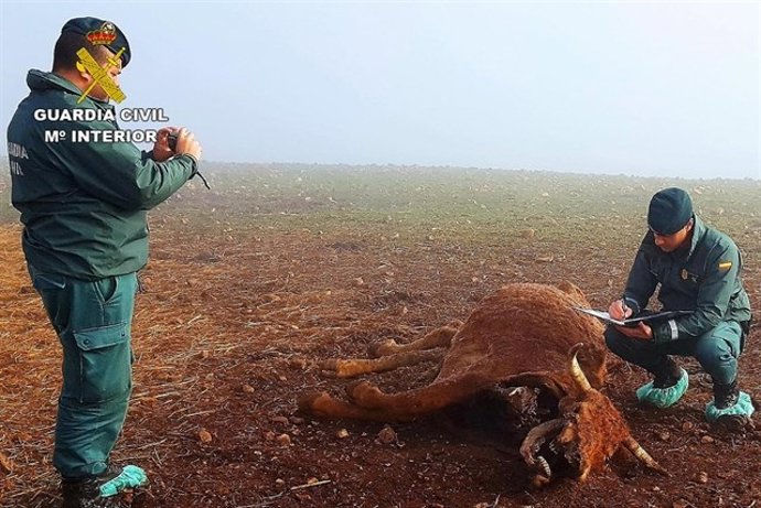 Vaca muerta por maltrato animal