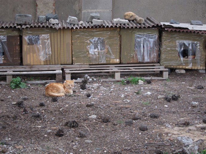 Gat, gats, colònia de gats, colònia felina  