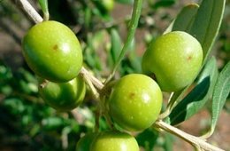 Picades de mosca en olives