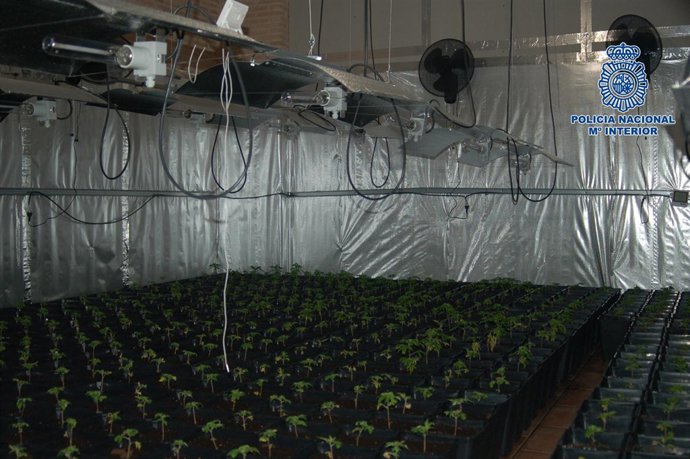 Organización criminal que exportaba marihuana