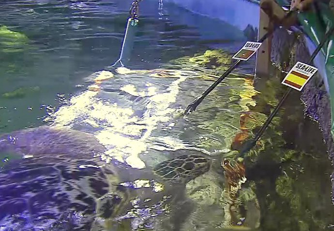 Predicción de la Tortuga Yellow