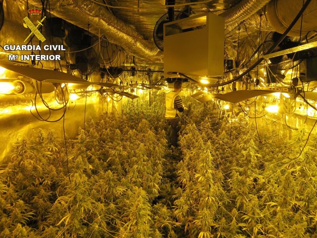 Desmantelada una de las redes más modernas del cultivo de marihuana