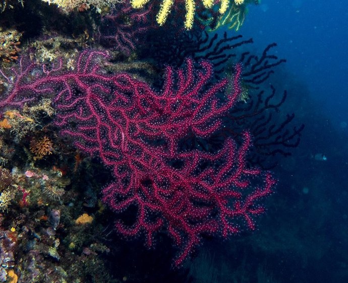 Població de gorgonia vermella en un parc natural marí català