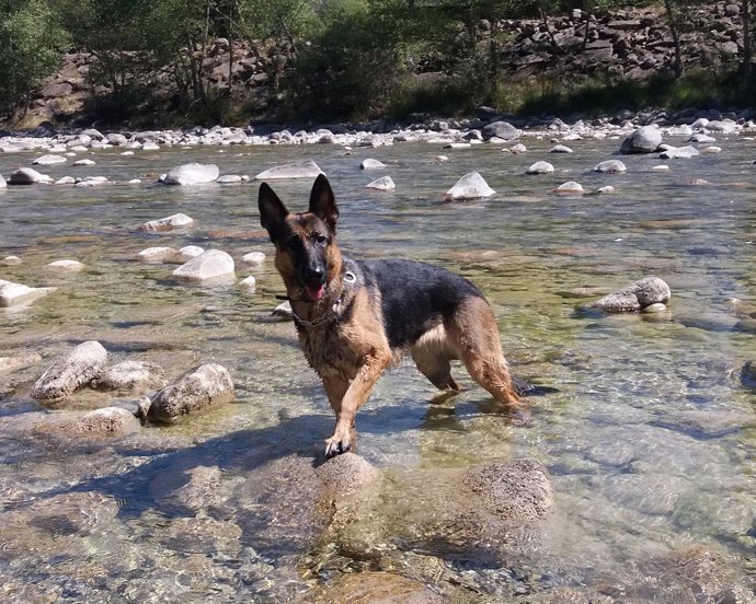 Un perro raza pastor alemán, en un río de Aragón.