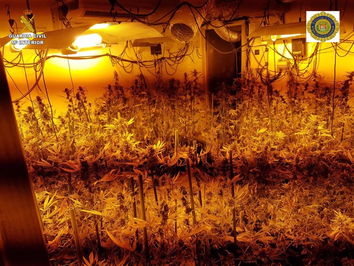 Desmantelado un cultivo de marihuana