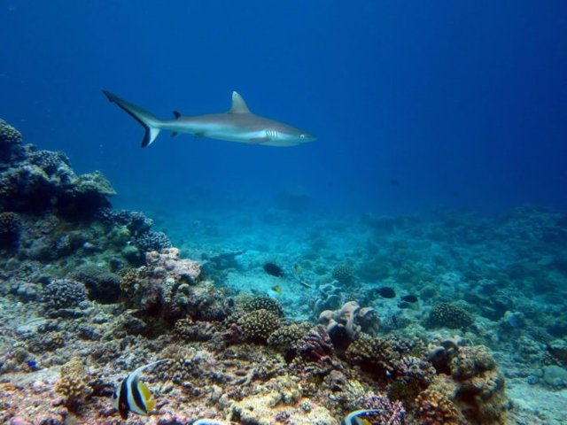 Tiburón gris en un arrecife