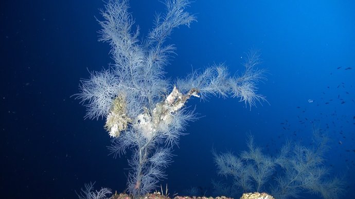 Coral negro de profundidad en las islas Eolias (Italia)