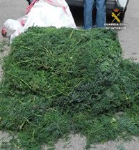 La Guardia Civil sorprende a tres personas con 200 kilos de 'fonoll marí' en Capdepera