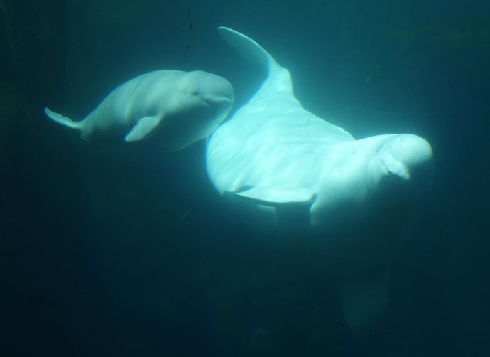 Ballena beluga y su bebé