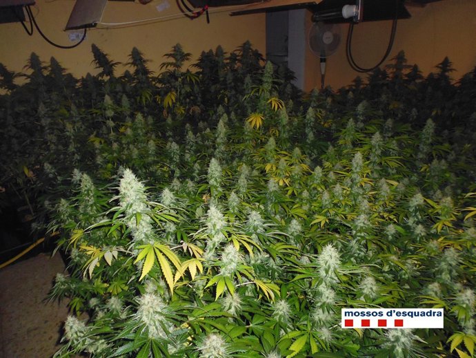 Una de les plantacions oposades pels Mossos