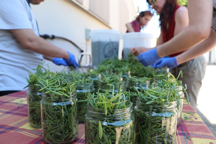 El fonoll marí incautado está siendo procesado por un centro ocupacional