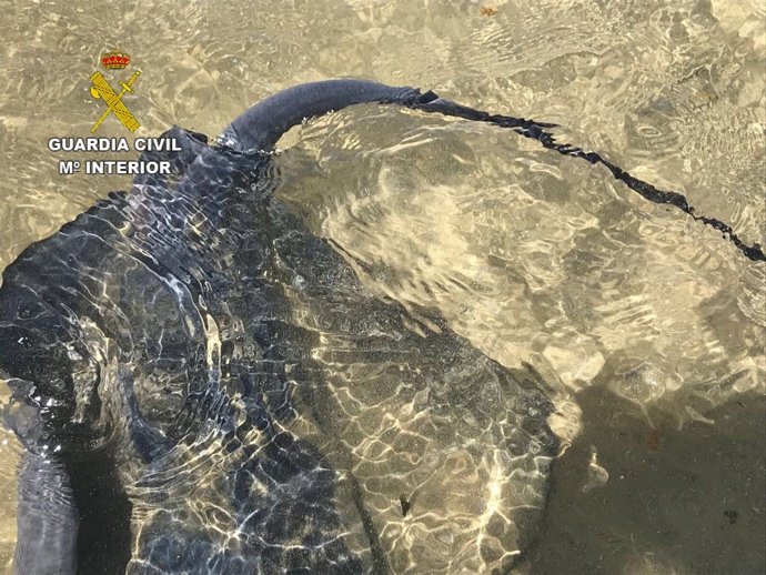 RALLA HERIDA EN LA PLAYA DE ALCOSSEBRE