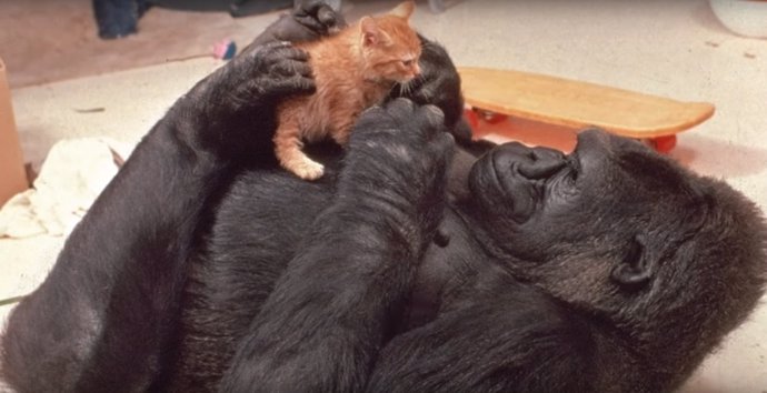 La gorila Koko con un gato pequeño