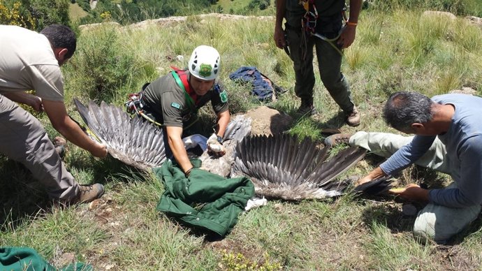 Col·locació d'un GPS a un quebrantahuesos