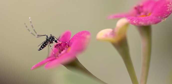 Insecto en una flor