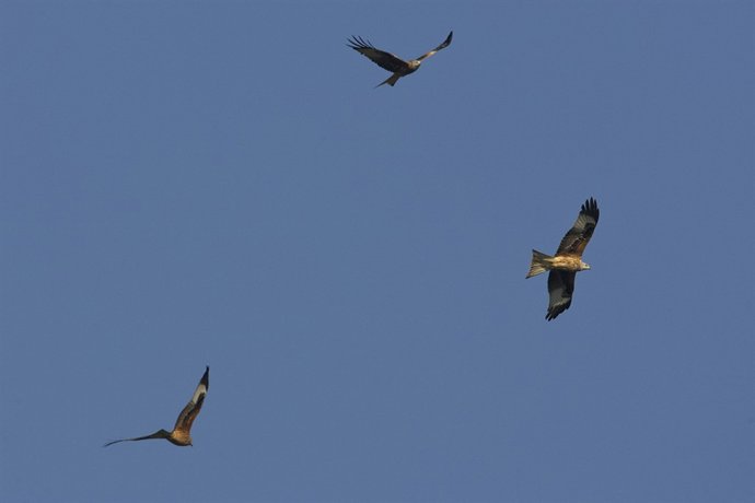 Ejemplares de milano real