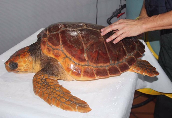 Tortuga Antares, hallada en 2017 en un aparejo de pesca