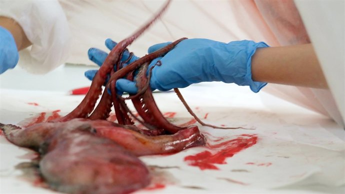 Ciencia, experimentos, pulpo