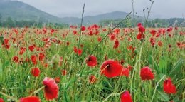 Zona natural protegida