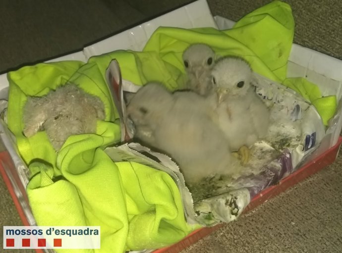 Xoriguers recuperats pels Mossos d'Esquadra