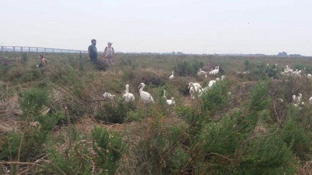 Control a espátulas en Marismas del Odiel. 