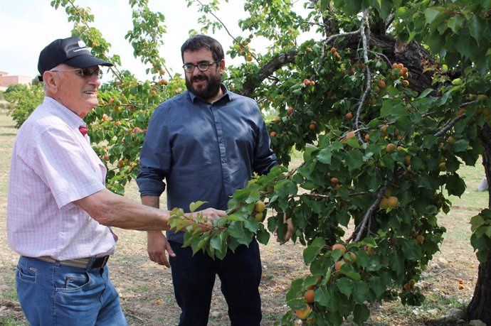 Vicenç Vidal junto a Toni Martorell en la visita a los cultivos de albaricoques