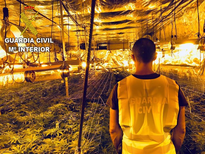 Cultivo 'indoor' en la nave de Albaida