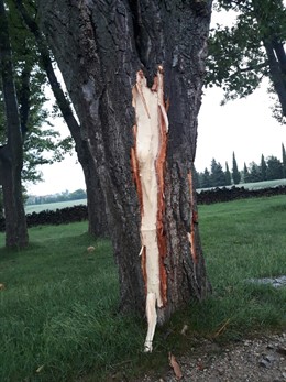 Uno de los chopos afectados por los rayos