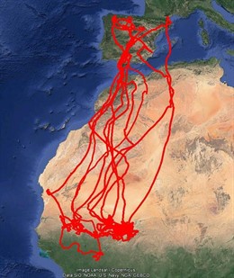 Ruta de los cernícalos primilla desde España hasta África Subsahariana