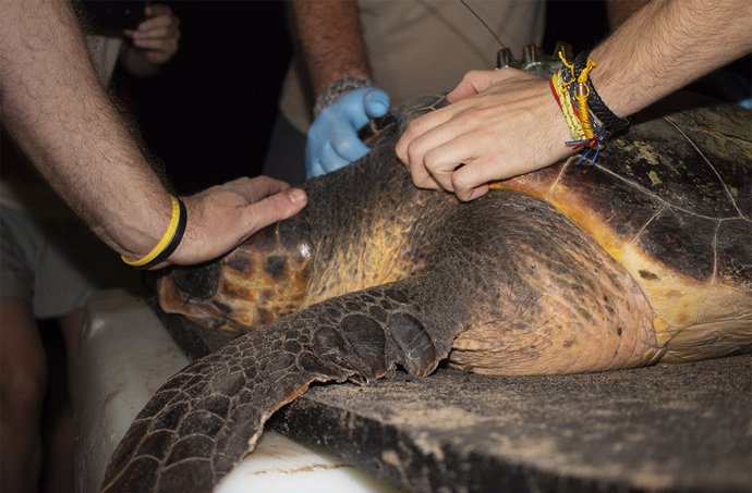 Los veterinarios controlaron el estado de la tortuga en Port Saplaya