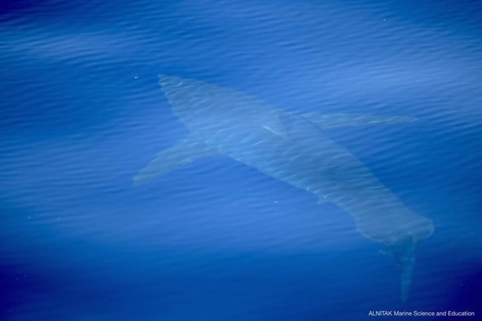 Tiburón blanco en Baleares