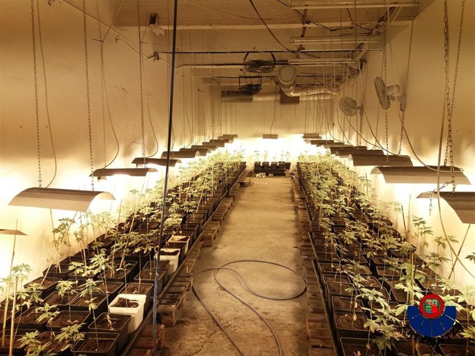 Plantación de marihuana en Galdakao