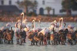 Flamencs al Parc Natural del Delta de l'Ebre